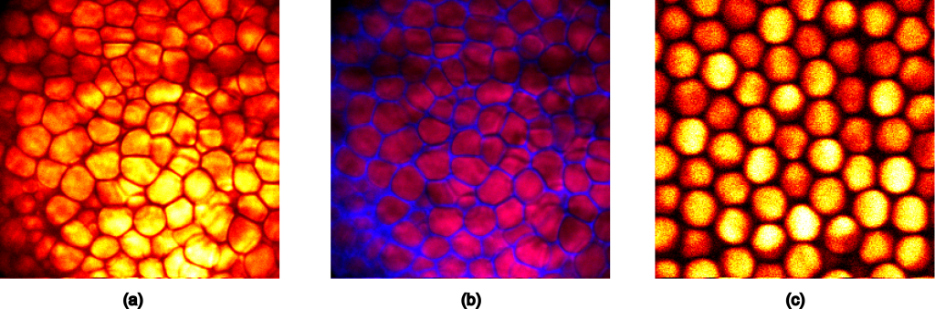 hyperspectral-imaging