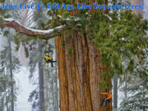 Sequoia Trees President Jews Age
