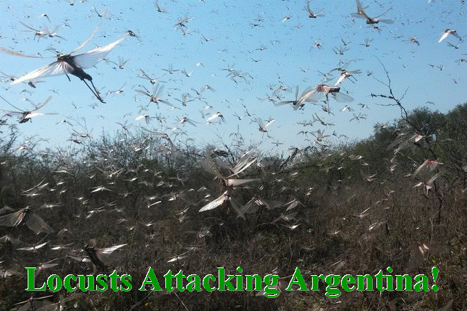 Locusts Attacking Argentina
