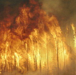 Forest Fires In Prophecy